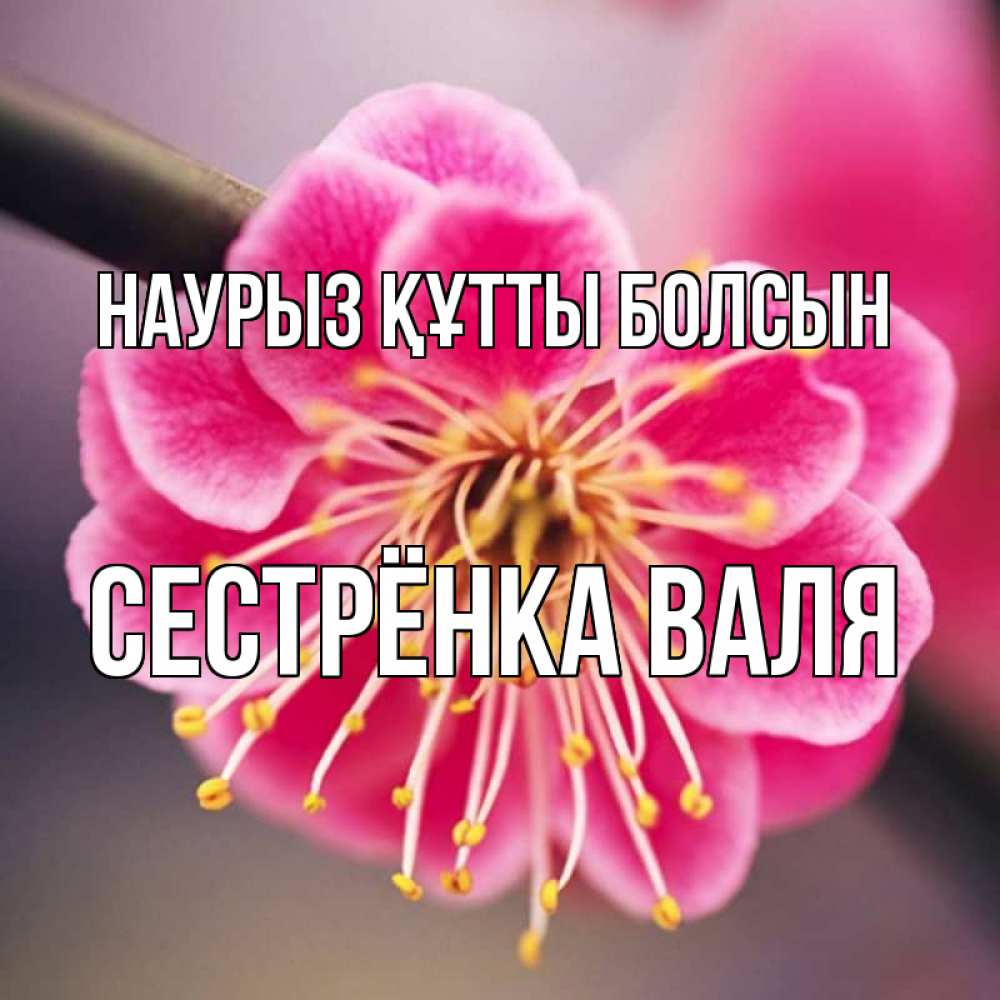 Открытка на каждый день с именем, Сестрёнка-Валя Наурыз құтты болсын цветы Прикольная открытка с пожеланием онлайн скачать бесплатно 
