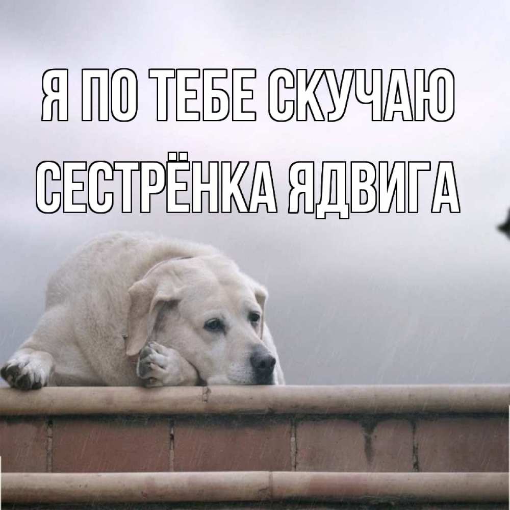 Открытка на каждый день с именем, Сестрёнка-Ядвига Я по тебе скучаю ждет Прикольная открытка с пожеланием онлайн скачать бесплатно 