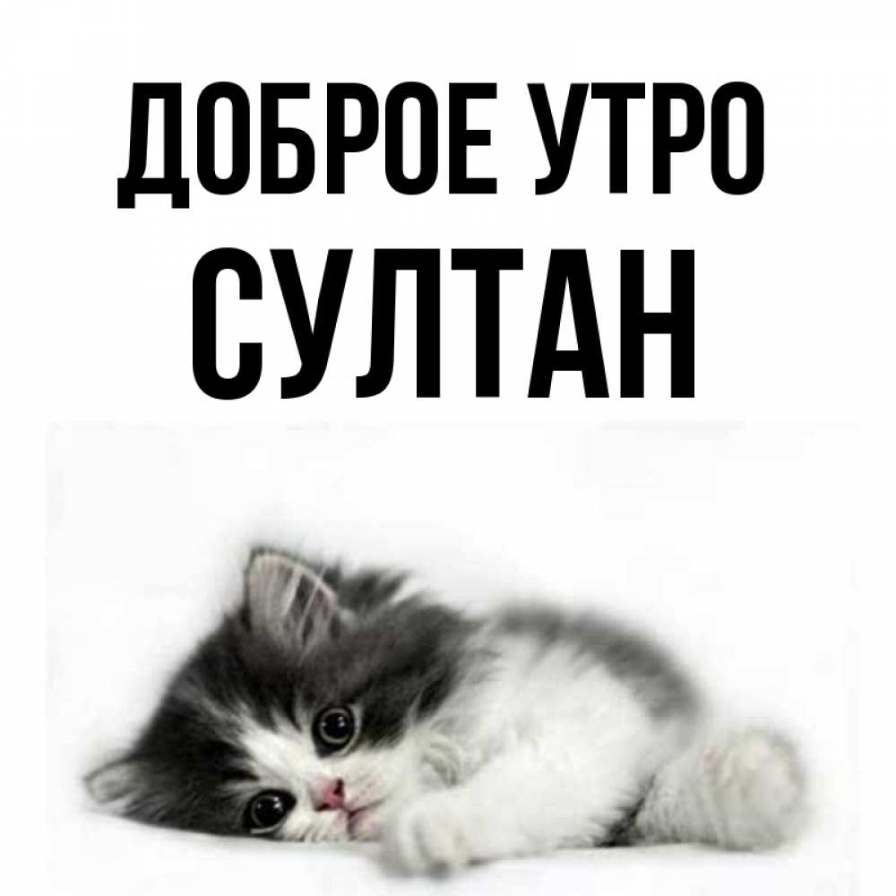 Открытка на каждый день с именем, Султан Доброе утро кот лапки Прикольная открытка с пожеланием онлайн скачать бесплатно 