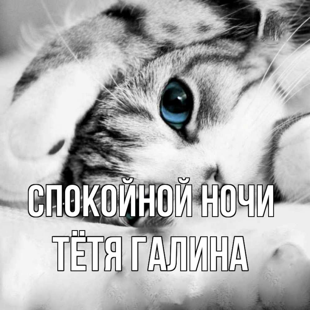 Открытка на каждый день с именем, Тётя-Галина Спокойной ночи кот устал Прикольная открытка с пожеланием онлайн скачать бесплатно 
