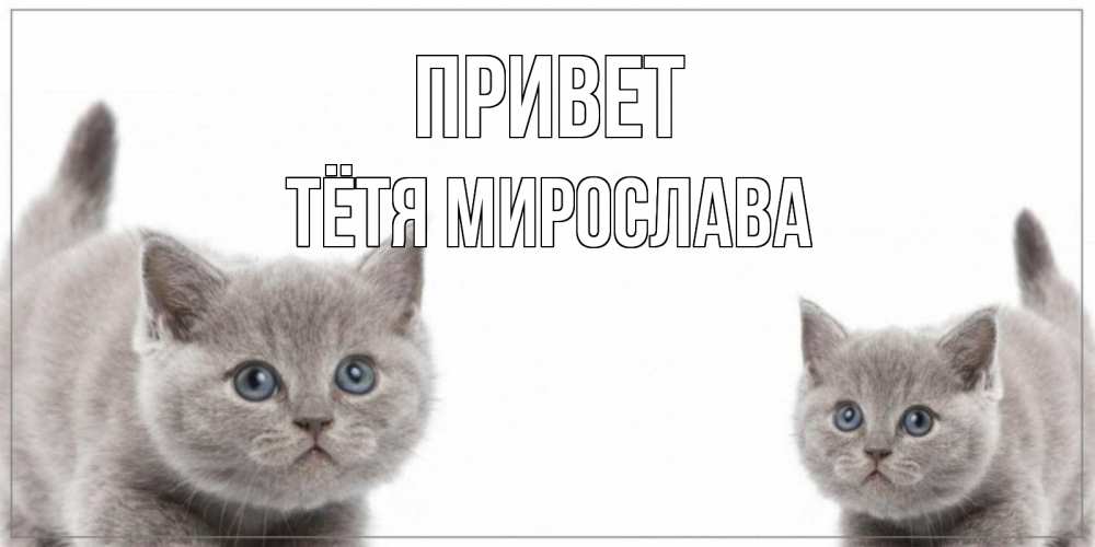 Открытка на каждый день с именем, Тётя-Мирослава Привет коты Прикольная открытка с пожеланием онлайн скачать бесплатно 
