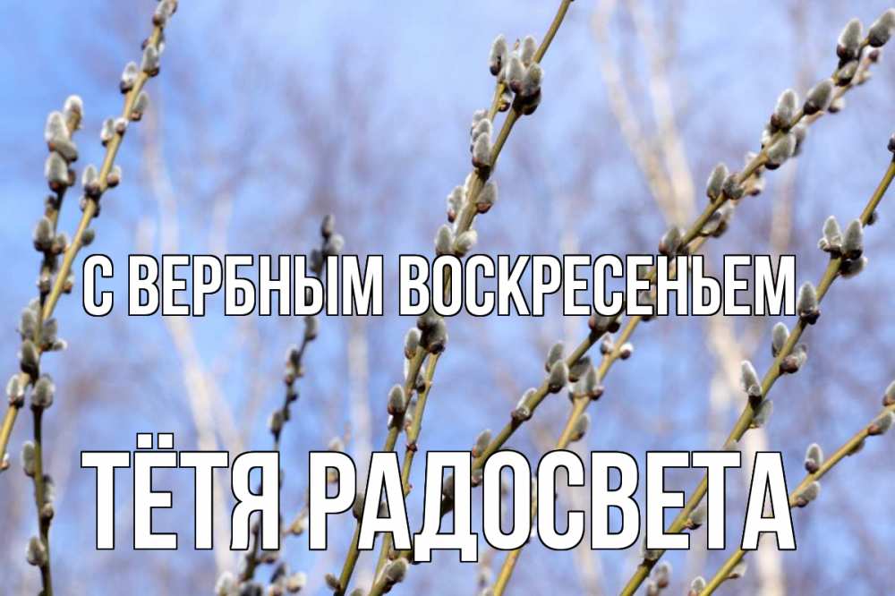 Открытка на каждый день с именем, Тётя-Радосвета С вербным воскресеньем верба Прикольная открытка с пожеланием онлайн скачать бесплатно 